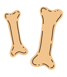 bone